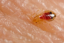 How to Prevent Bed Bug Bites While Sleeping