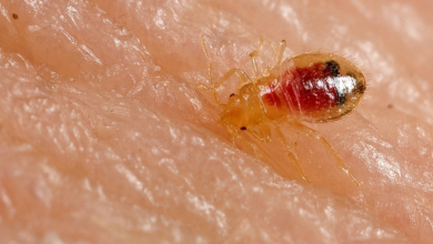How to Prevent Bed Bug Bites While Sleeping