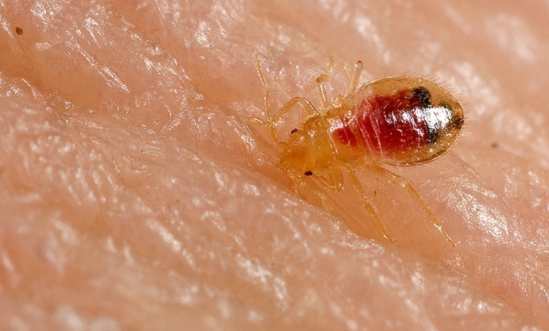 How to Prevent Bed Bug Bites While Sleeping